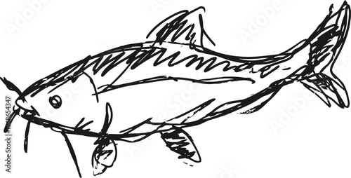 Hand drawn catfish sketch with detailed fins and barbels, simple black ink illustration