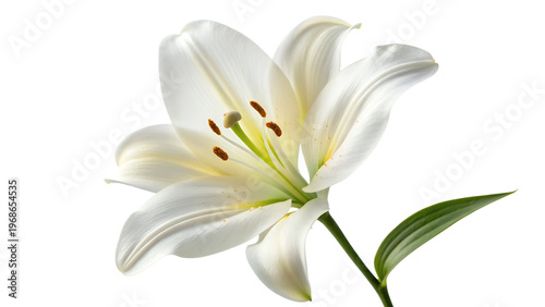 Beautiful white lily flower with green stem and leaves isolated on white background
