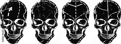 human skull anatomy with different segmented sections and bone sutures illustration