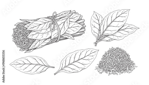 Hand drawn bundle of tobacco leaves and loose tobacco dried
