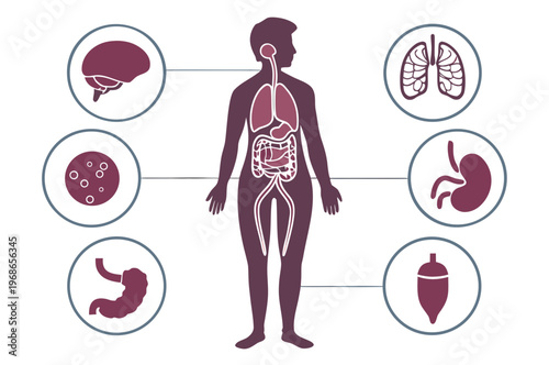 Internal organs in the human body. Anatomical diagram with digestive, respiratory, urinary and reproductive organs icons in male silhouette, medical flat vector illustration of the biological system .