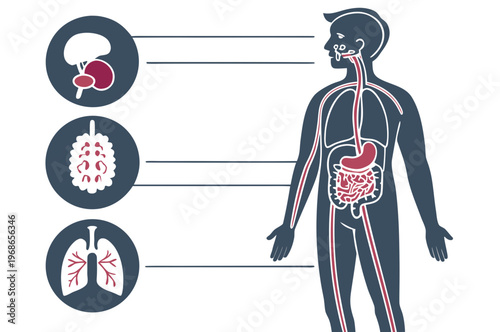 Internal organs in the human body. Anatomical diagram with digestive, respiratory, urinary and reproductive organs icons in male silhouette, medical flat vector illustration of the biological system .