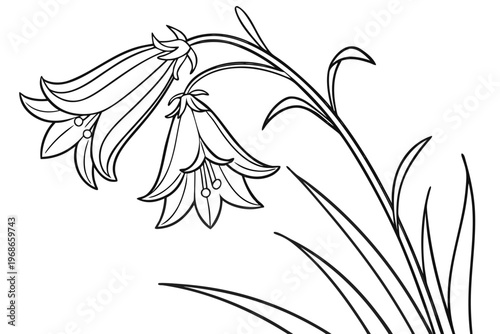 coloring page line art the yellow bell flower black vector