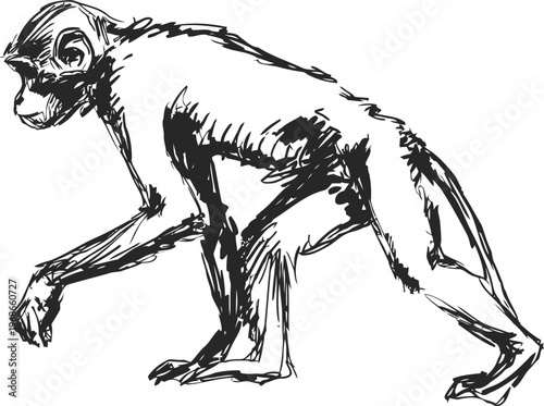 sketch of a walking monkey in black ink wildlife animal drawing, primate side view