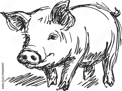 Hand drawn pig sketch illustration farm animal, black ink drawing, detailed contour lines and texture
