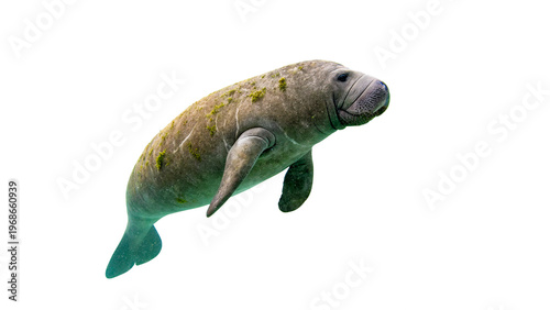 Obraz na płótnie Manatee swims underwater isolated on transparent background