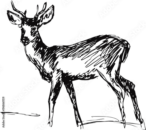 Hand drawn sketched deer standing calmly in nature, wildlife animal illustration, rustic art design