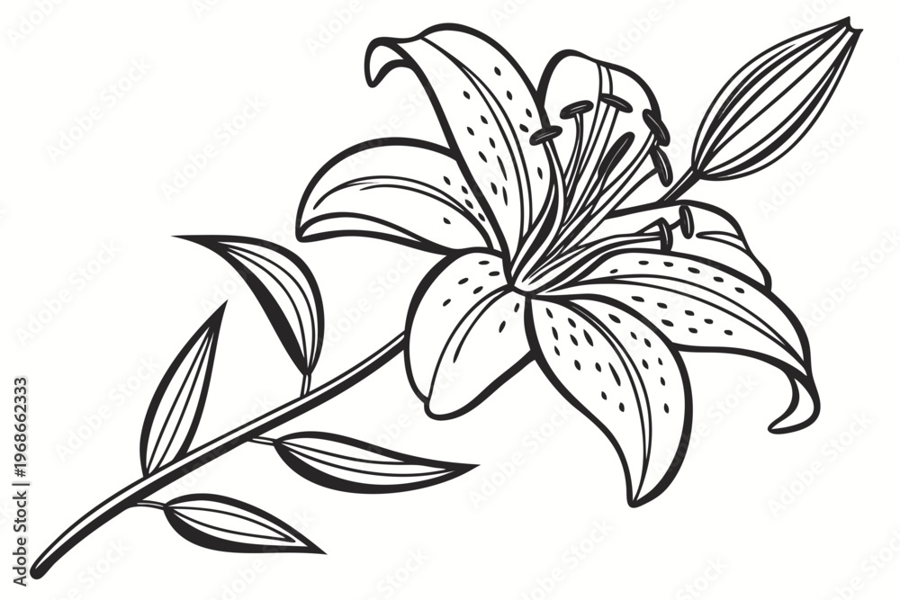 Obraz premium coloring page line art the tiger lily flower black vector