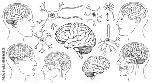 Brain human anatomy with neuron cells and head profiles, illustrating the structure and function of the human brain and nervous system