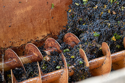 Grape crushing machinery: Close-up of the milling process in an Argentine winery.