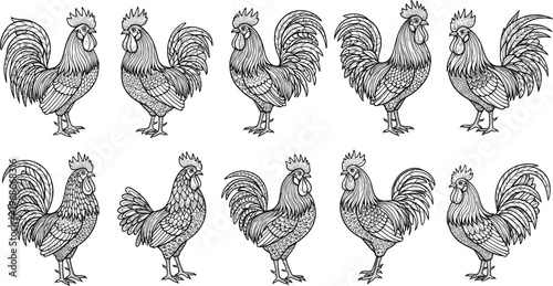 Rooster Chicken Hand Drawn Vector Collection with Detailed Farm Birds Illustration Set for Agriculture Poultry Design Rustic Country Style Graphics