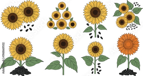Sunflower Collection Vector Set with Hand Drawn Floral Elements Including Seeds Leaves and Blooming Summer Flowers for Botanical Design and Nature Illustration
