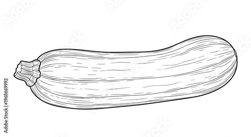 Intricate hand-drawn engraving style illustration of a whole zucchini or marrow vegetable showing fine lines and detailed shading for food design.