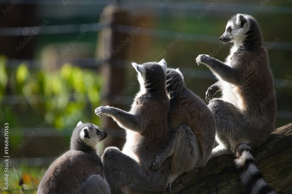 Fototapeta premium Ring Tailed Lemurs in Natural Habitat