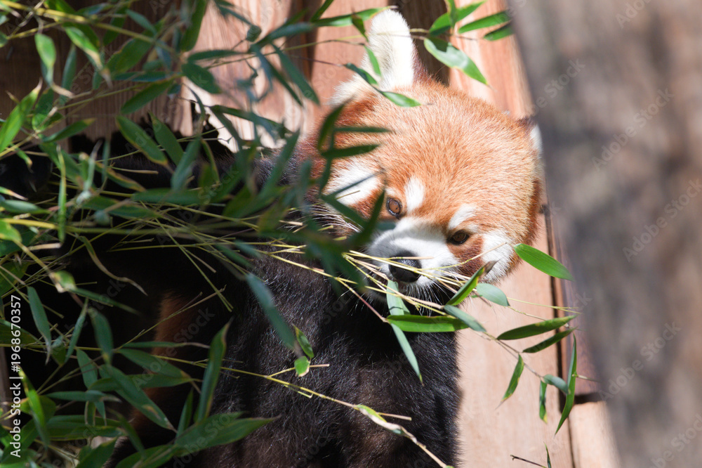 Naklejka premium Red Panda Hiding in Bamboo Forest