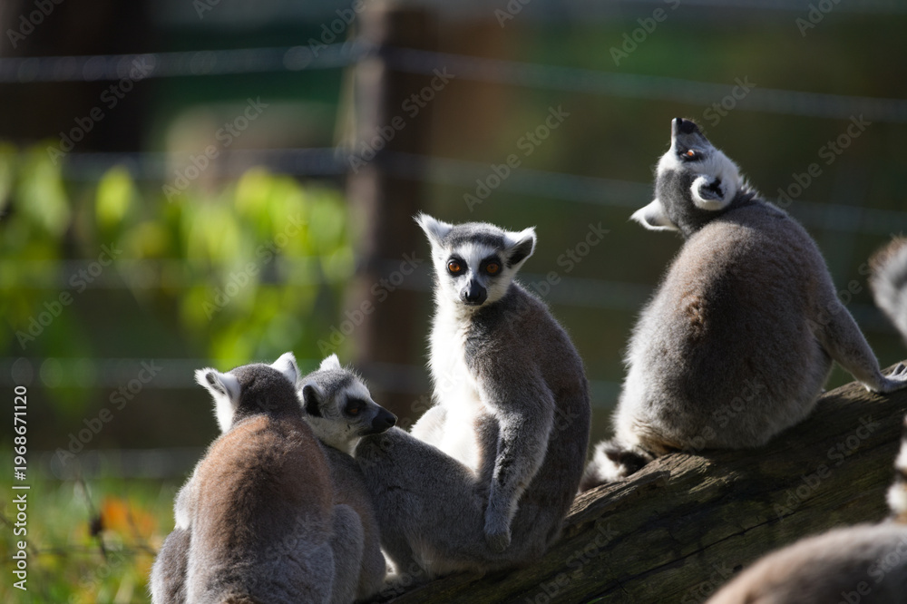 Fototapeta premium Ring Tailed Lemurs Playing in the Sun