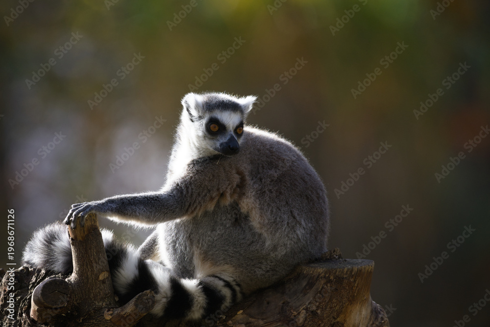 Fototapeta premium Ring Tailed Lemur Sitting in Habitat