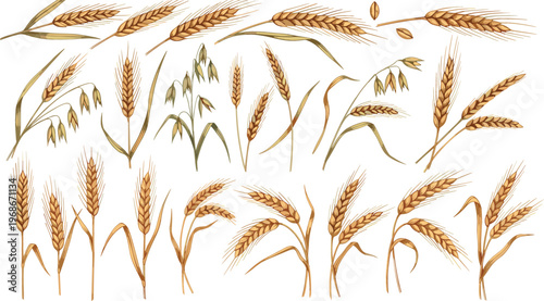 Wheat Ears and Grain Stalks Vector Collection with Hand Drawn Cereal Plants for Agriculture Harvest Bread Production and Organic Farming Design