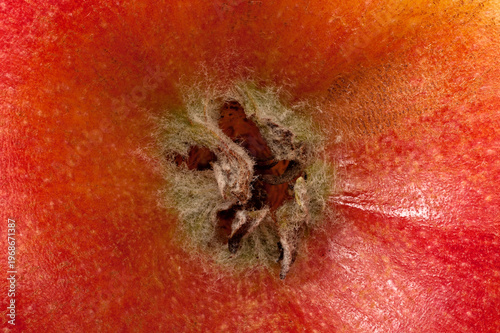 Fotografie Red Apple Base Macro Close-Up - Calyx and Sepal Detail