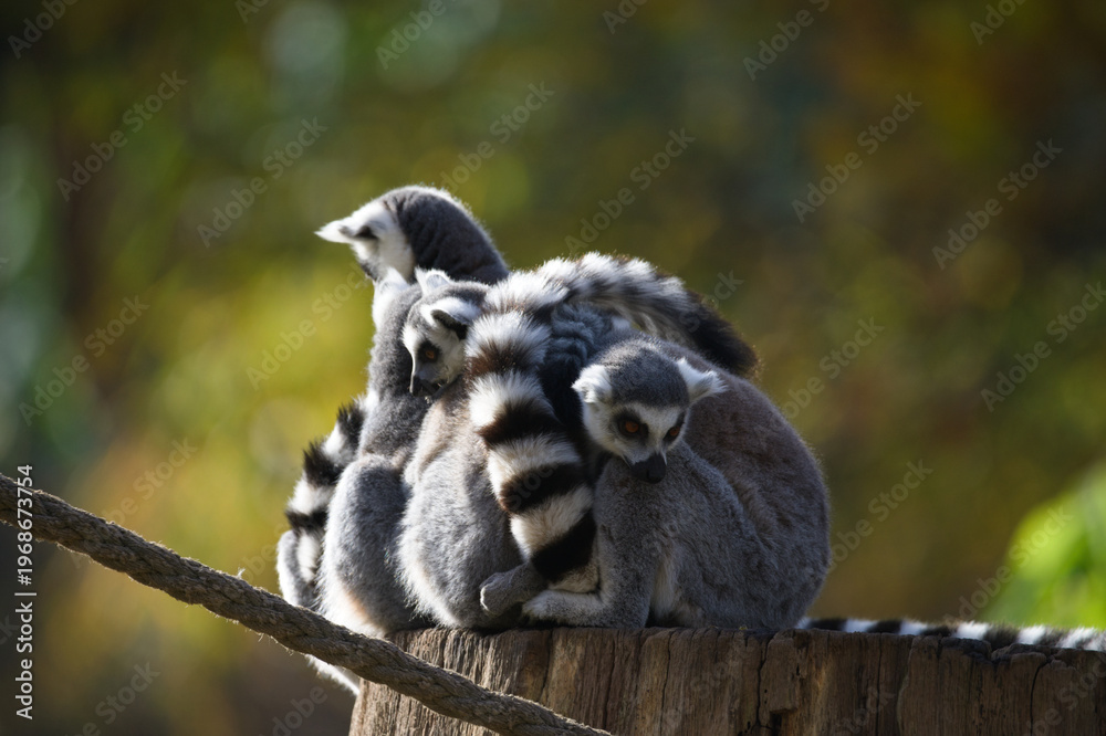 Fototapeta premium Ring Tailed Lemurs Playing Together
