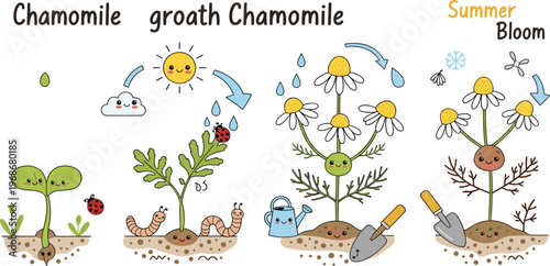 Chamomile Plant Growth Stages Vector Illustration Featuring Seedling, Development, Bloom Cycle, Seasonal Changes, Gardening Tools, and Cute Educational Botanical Diagram