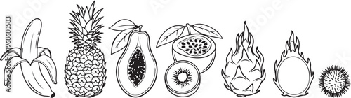 Detailed botanical illustrations of different plant seed structures Vector