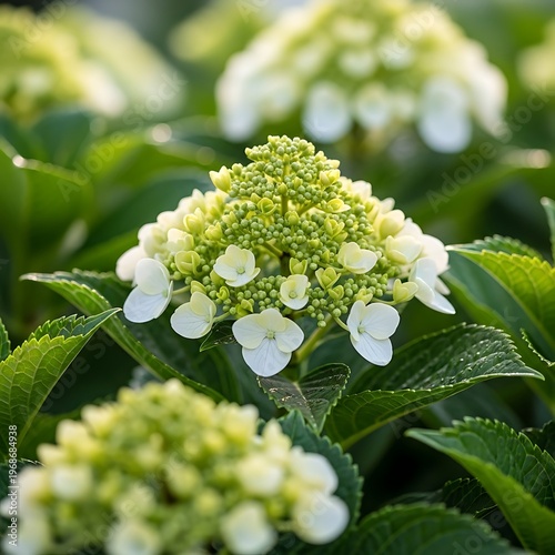 Hydrangea Blossom - A Close-Up View of Delicate White Petals and Green Foliage.