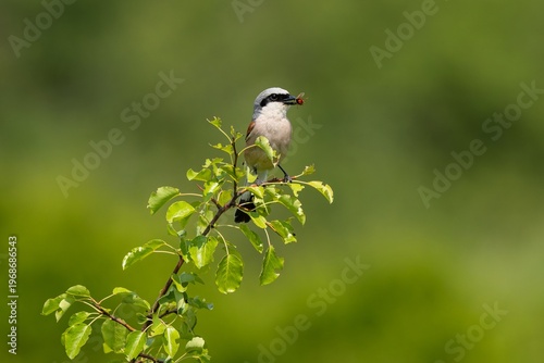 The male red-back shrike perching on a little tree branch with fresh leaves holding a red insect in its beak. Green background. Sunny day in nature.