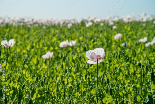Blooming White Opium Poppy in a Green Summer Field under Blue Sky