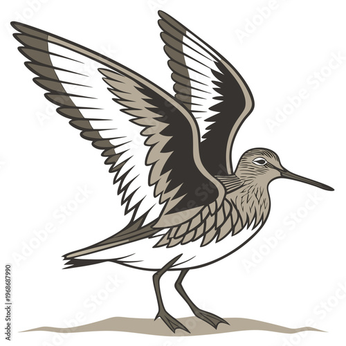 A vintage style illustration depicts a shorebird with wings spread showcasing detailed feather patterns and a long beak high quality