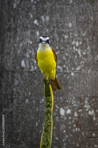 Great kiskadee on a snake plant in Mexico. 