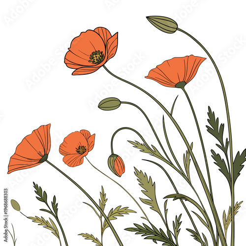 A delicate botanical illustration features vibrant orange poppies with slender green stems and leaves against a clean white background