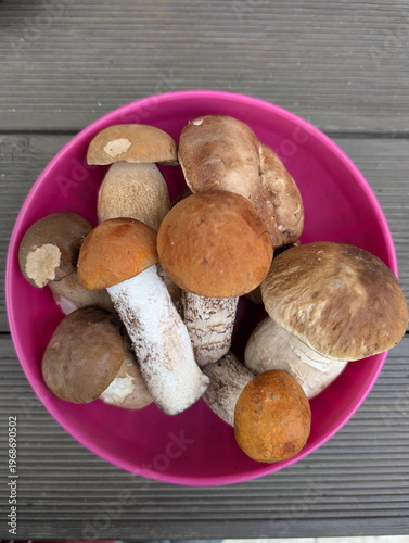 Fresh Wild Porcini and Leccinum Mushroom Harvest