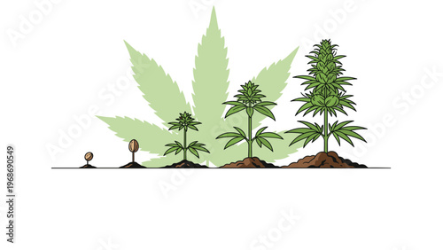 Scientific illustration shows the growth stages of a cannabis plant from a tiny seed to a mature flowering plant in fertile soil.