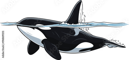 Orca Whale Swimming in the Ocean Vector Illustration Featuring Marine Wildlife and Aquatic Behavior