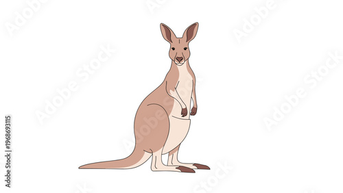 Realistic color illustration of an australian kangaroo standing upright on its hind legs against a plain white background for isolation.