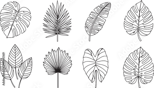Delicate ink illustrations of various flat leaf varieties with detailed veins Vector