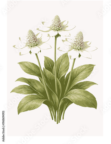 abstract white anemopsis flower botanical vector illustration soft green leaves minimal floral composition