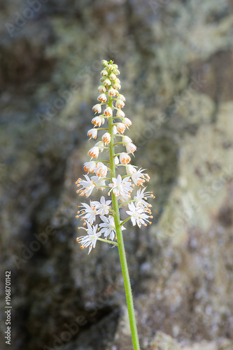 foamflower portrait