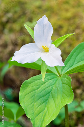 Konstfotografi white trillium
