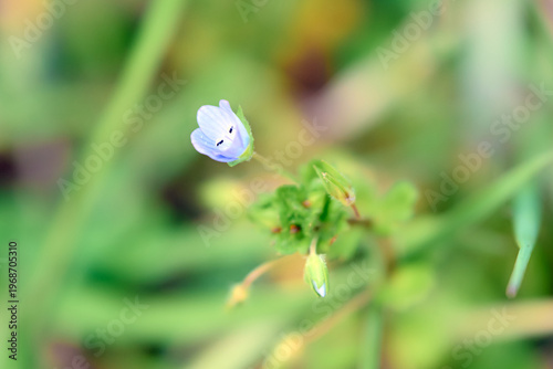 オオイヌフグリ