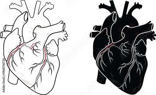Detailed anatomical human heart illustration showing arteries and cardiac structure in two versions.