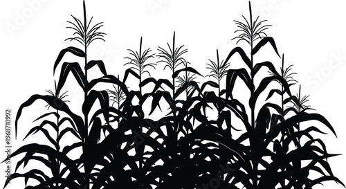 Corn field silhouette with maize plants and leaves, agricultural crop illustration, black monochrome design for farming, harvest season, rural landscape and organic agriculture concept