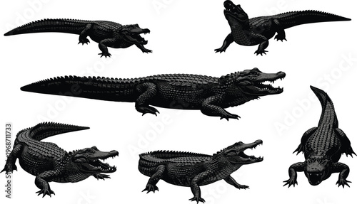 Alligator illustration vector set, black and white reptile drawings, detailed animal poses, wildlife clipart, crocodile family, nature sketch, educational graphics