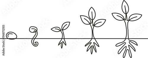 Seed Germination Stages Line Art Illustration, Plant Growth Process Outline, Minimal Botanical Drawing