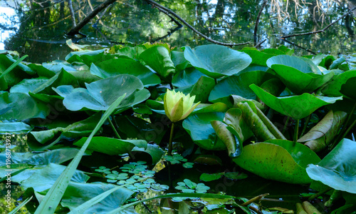 Obraz na plátně Yellow water lily (Nuphar lutea) blooming in a eutrophic freshwater body