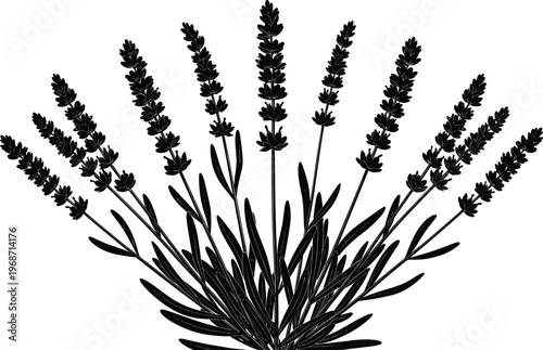 Lavender plant silhouette with flowers and leaves, aromatic herb botanical illustration, black monochrome floral design for nature, wellness, spa, herbal and decorative background concept