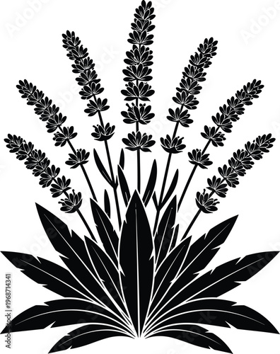 Lavender plant silhouette with leaves and flower spikes, botanical herbal illustration, black monochrome design for nature, aromatherapy, spa, organic products and decorative background concept