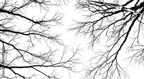 Leafless tree branches silhouettes composition in black and white, intricate winter twigs, natural forest texture background, organic lines illustration for design and artistic layouts
