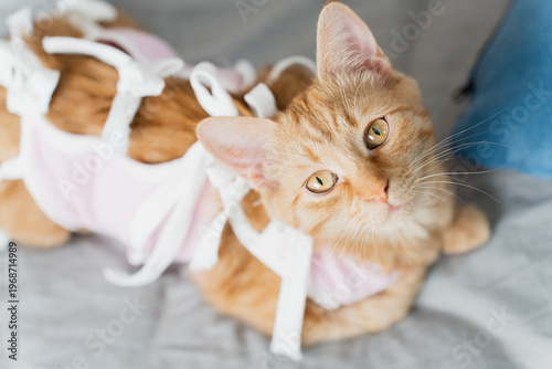 Ginger tabby kitten wearing a post-surgery recovery vest, close-up top view on a sofa, pet aftercare and veterinary concept in soft natural light.